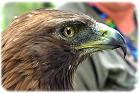 Dunrobin Castle Falconry....